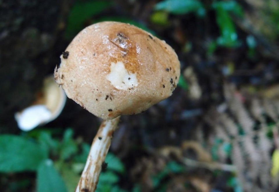Austroboletus fusisporus image