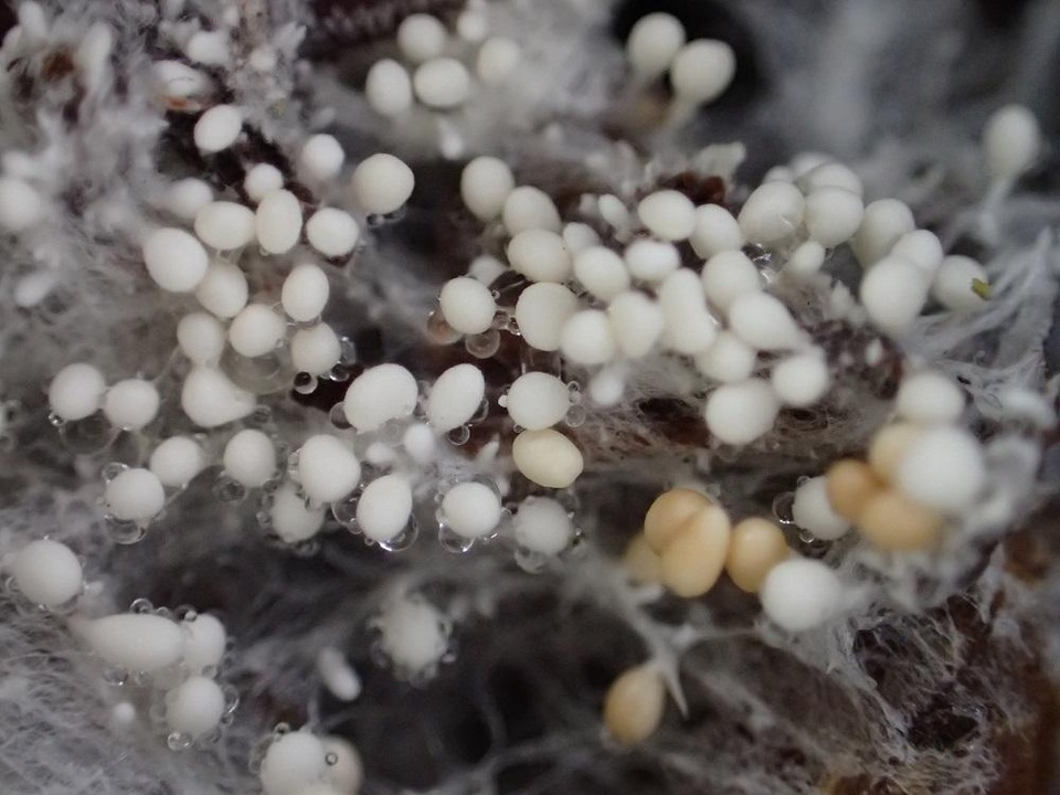 Athelia rolfsii image