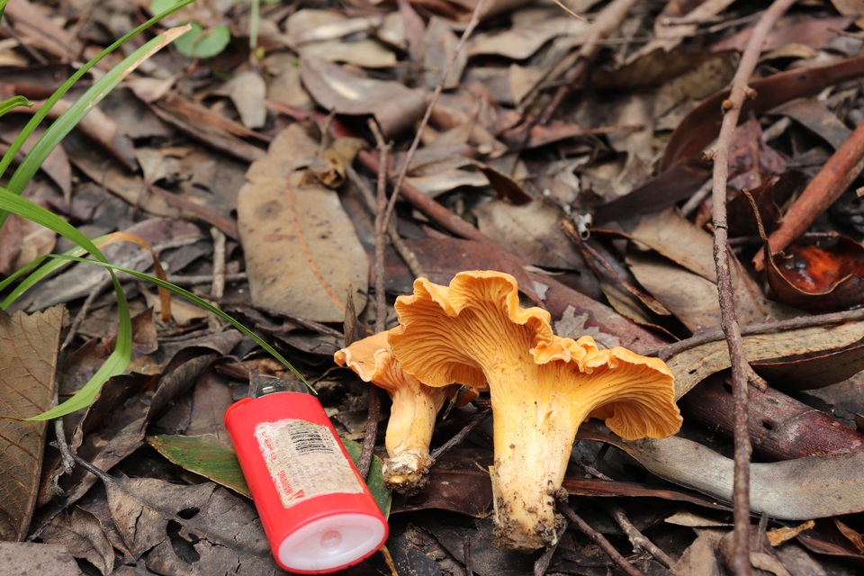 Cantharellus viscosus image