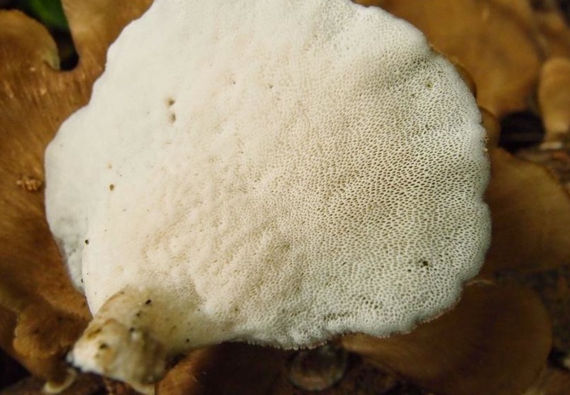 Polyporus grammocephalus image