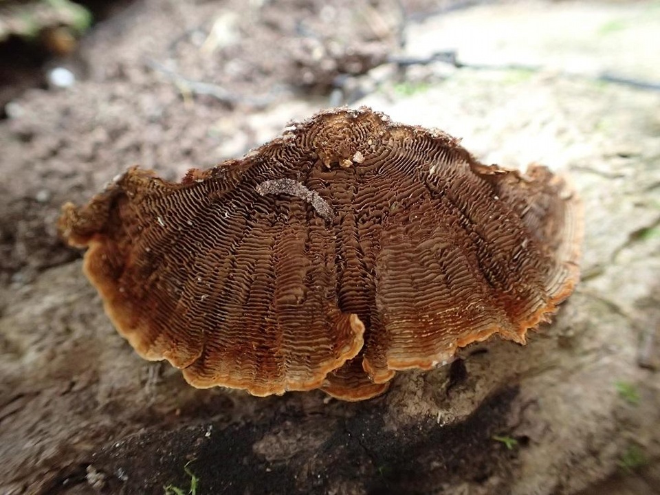 Cyclomyces fuscus image