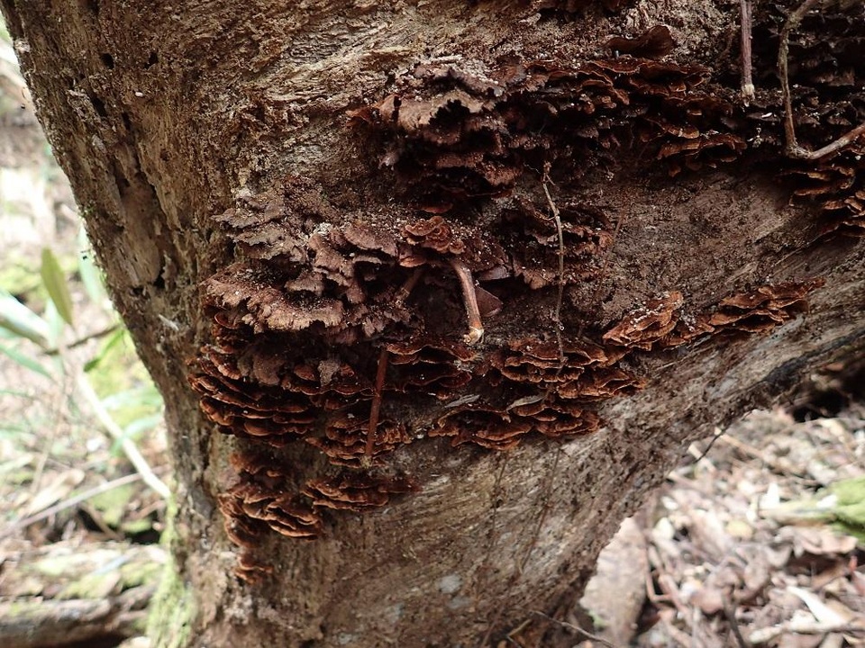 Cyclomyces fuscus image