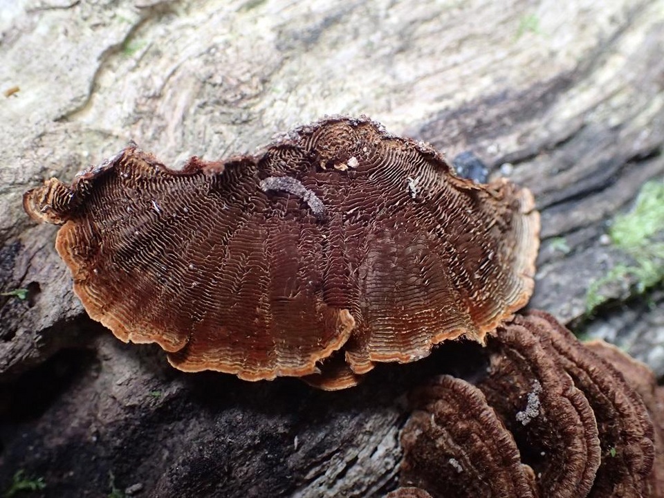 Cyclomyces fuscus image
