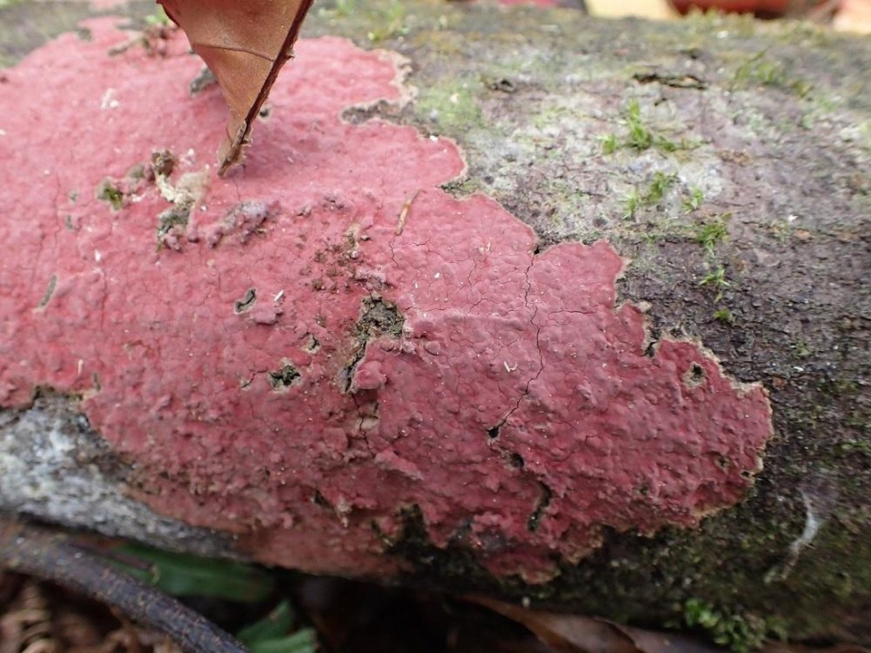Hymenochaete cruenta image