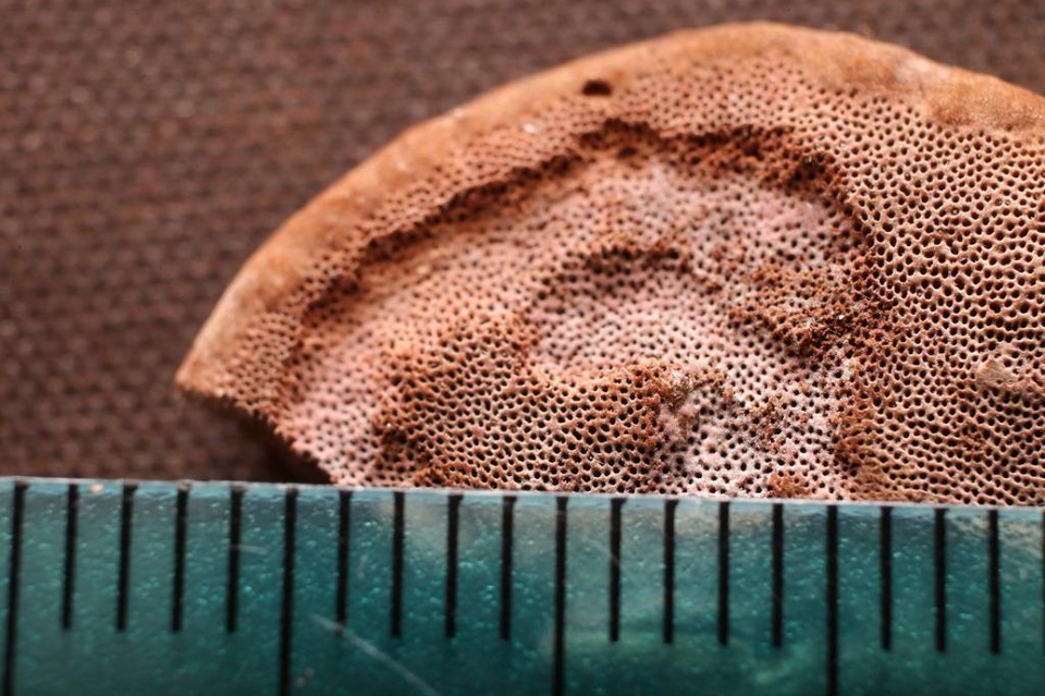 Phellinus formosanus image