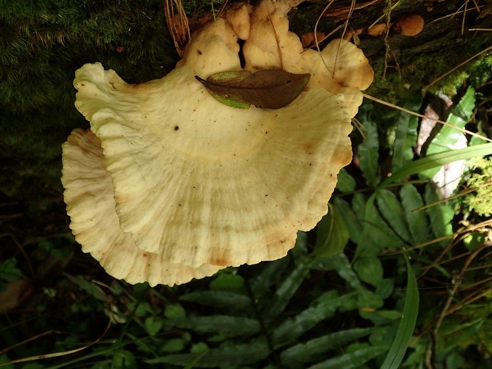 Laetiporus cremeiporus image