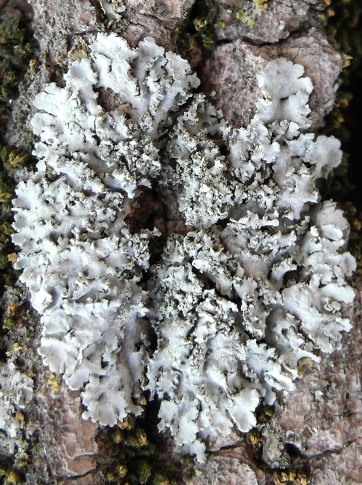 Physcia dimidiata image