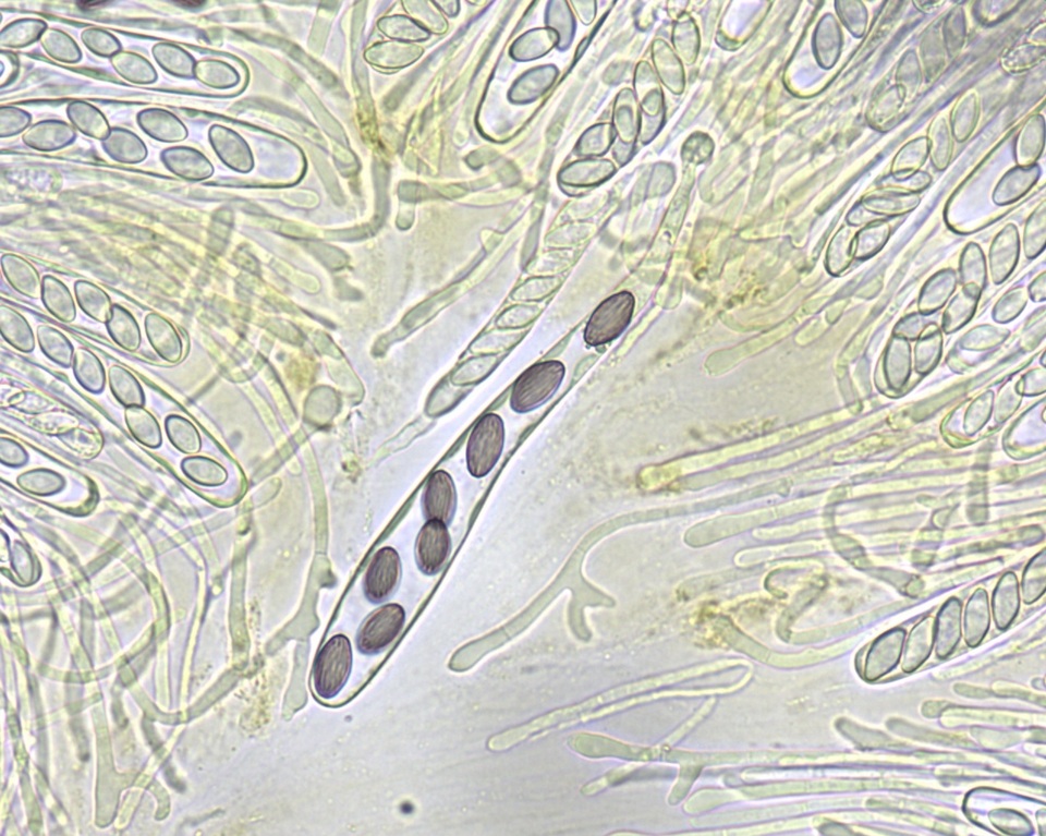 Ascobolus crenulatus image