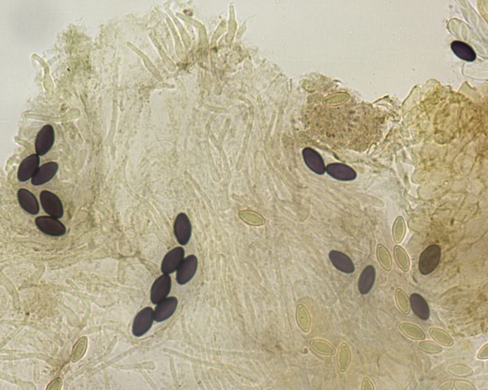 Ascobolus crenulatus image