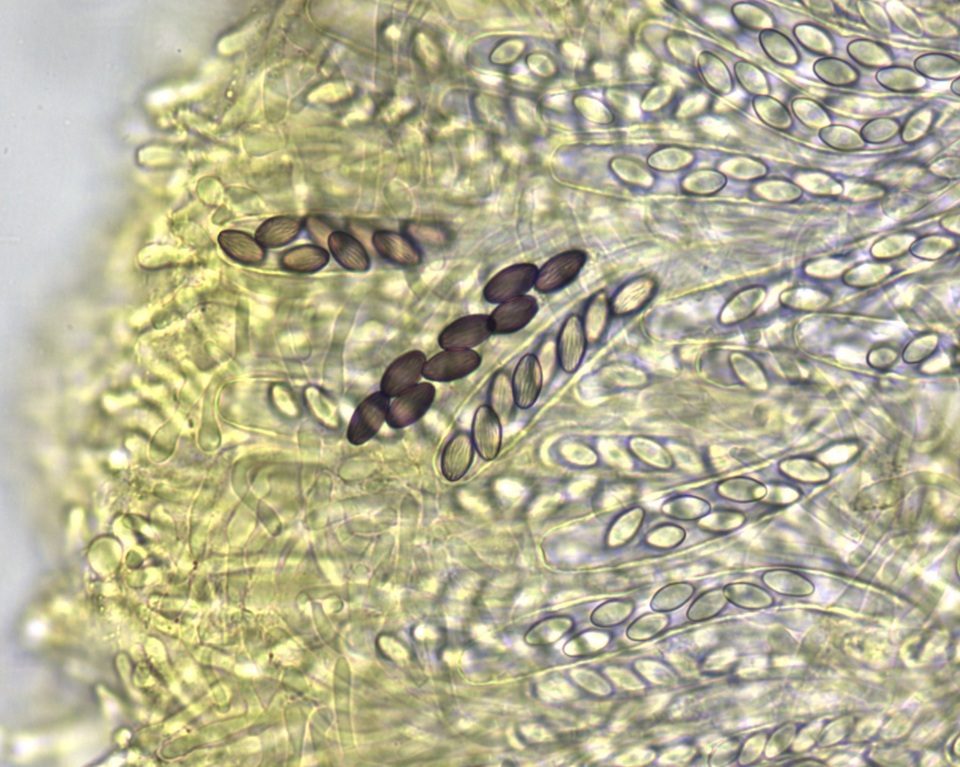 Ascobolus crenulatus image