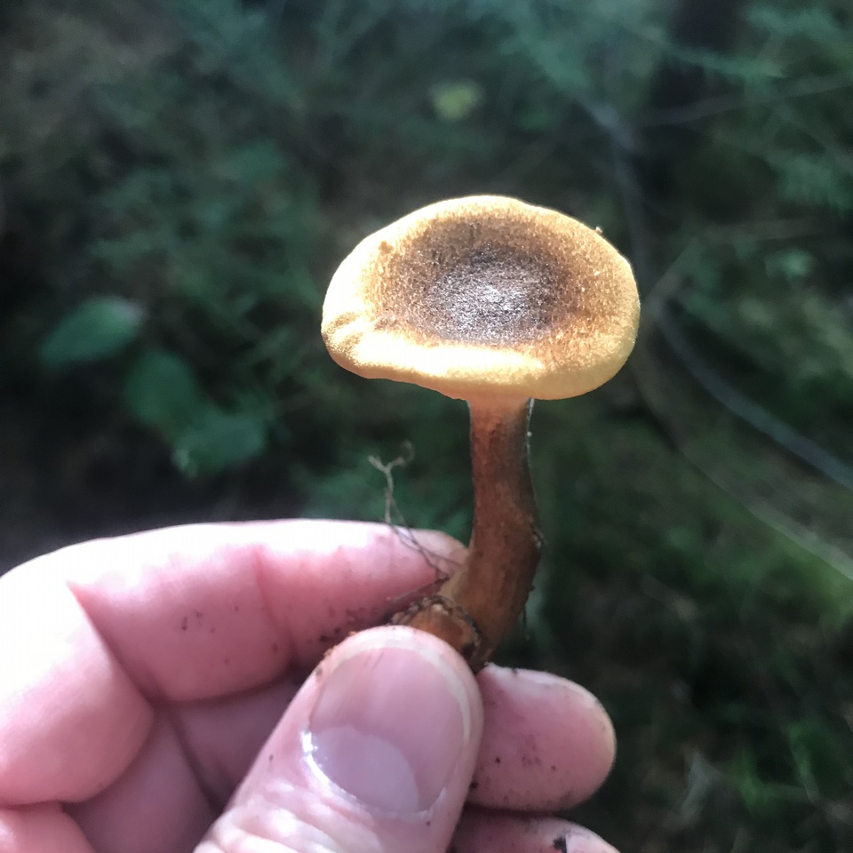 Hygrophoropsis rufa image