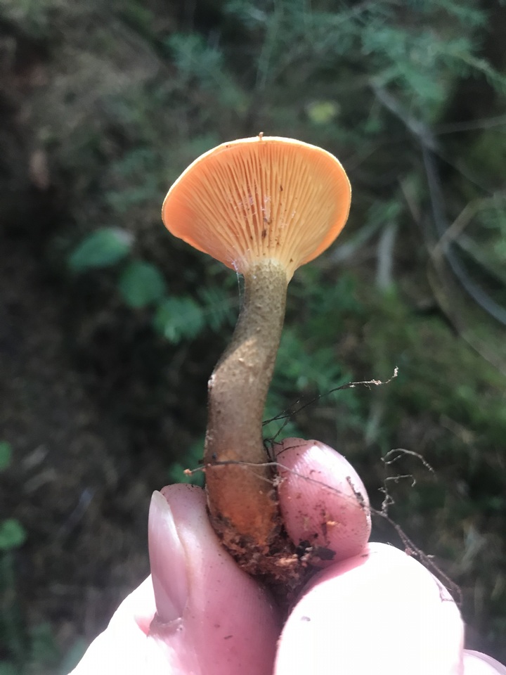 Hygrophoropsis rufa image
