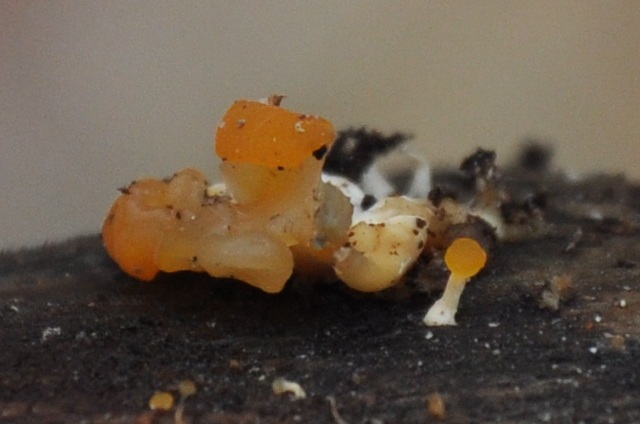 Ditiola radicata image
