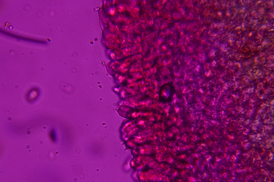 Entoloma dysthaloides image