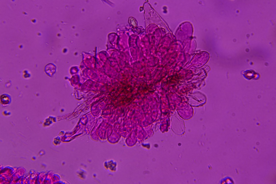 Entoloma dysthaloides image