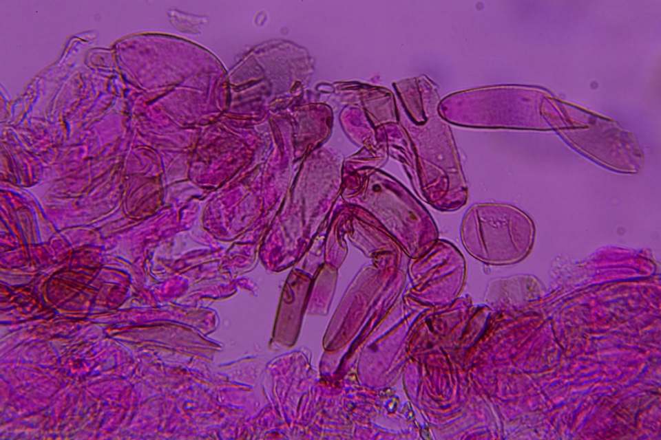 Entoloma dysthaloides image