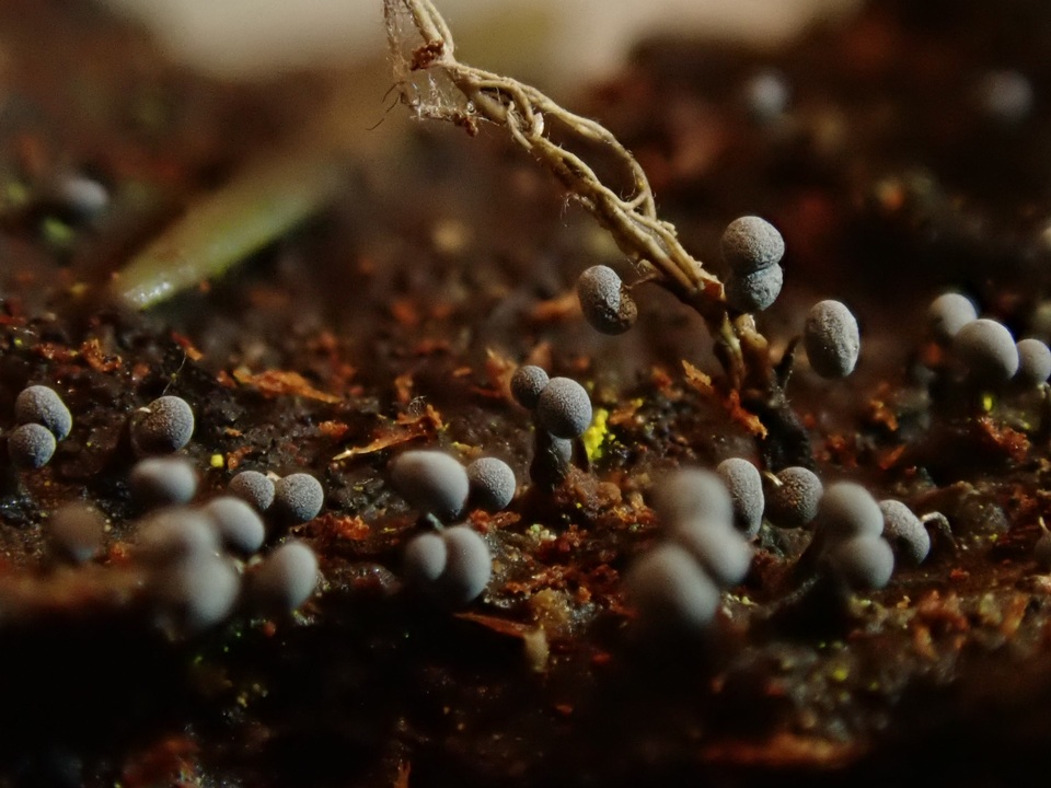 Physarum image