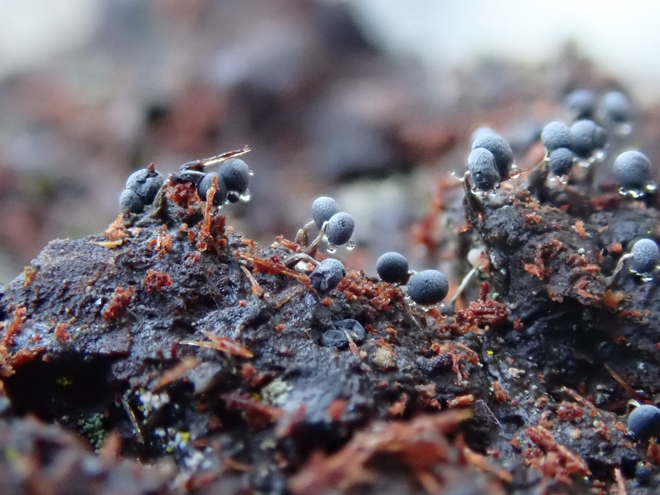 Physarum album image