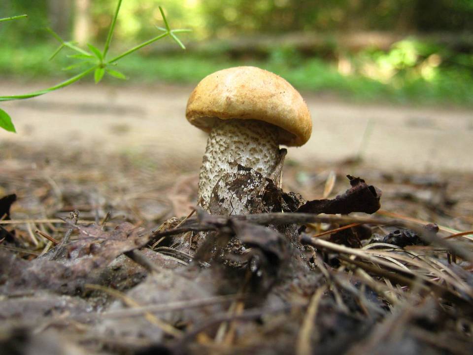 Leccinum vulpinum image