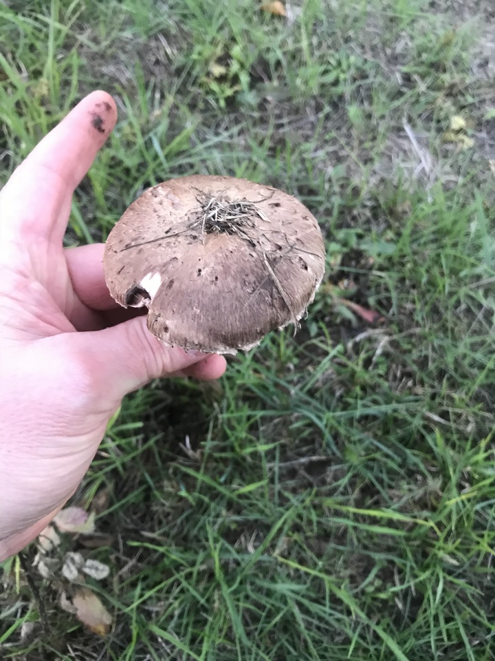 Agaricus incultorum image