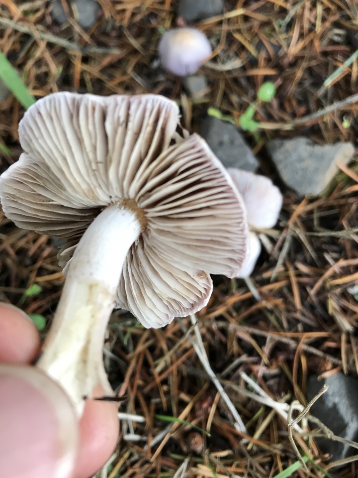 Inocybe pallidicremea image