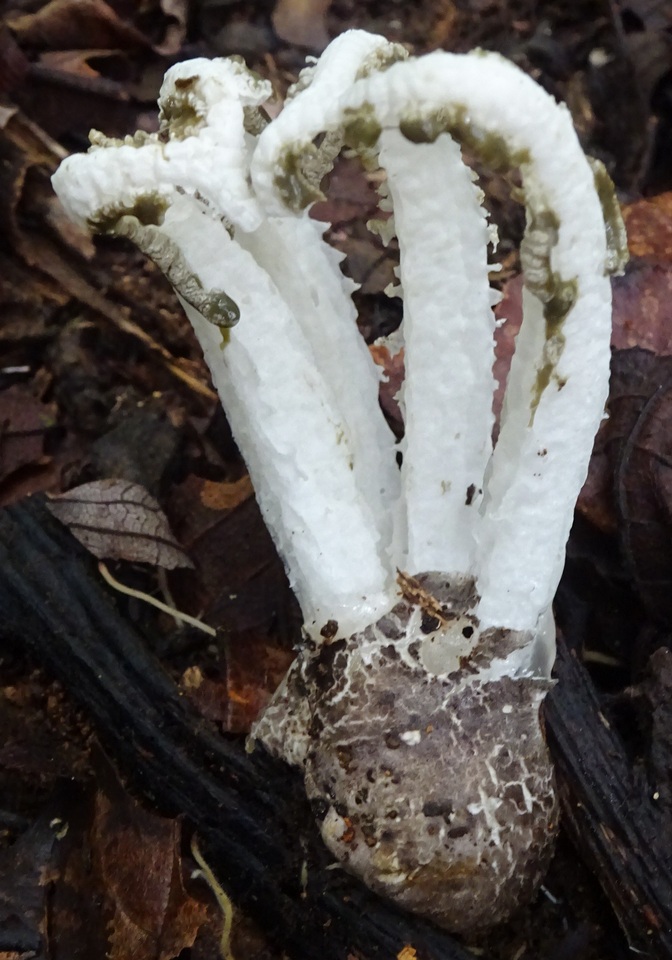 Blumenavia rhacodes image