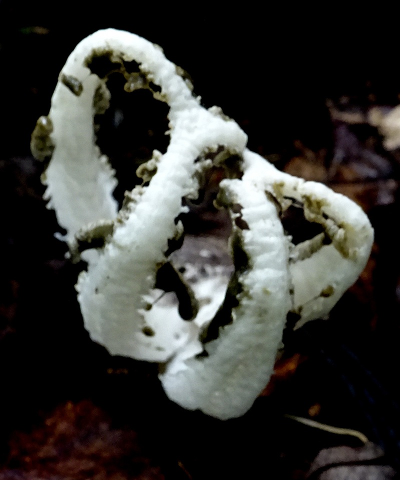 Blumenavia rhacodes image
