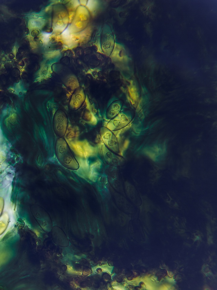 Rinodina maculans image