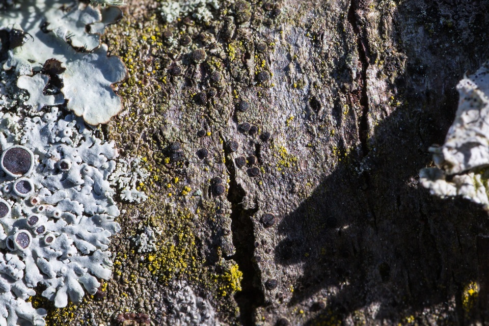Rinodina maculans image