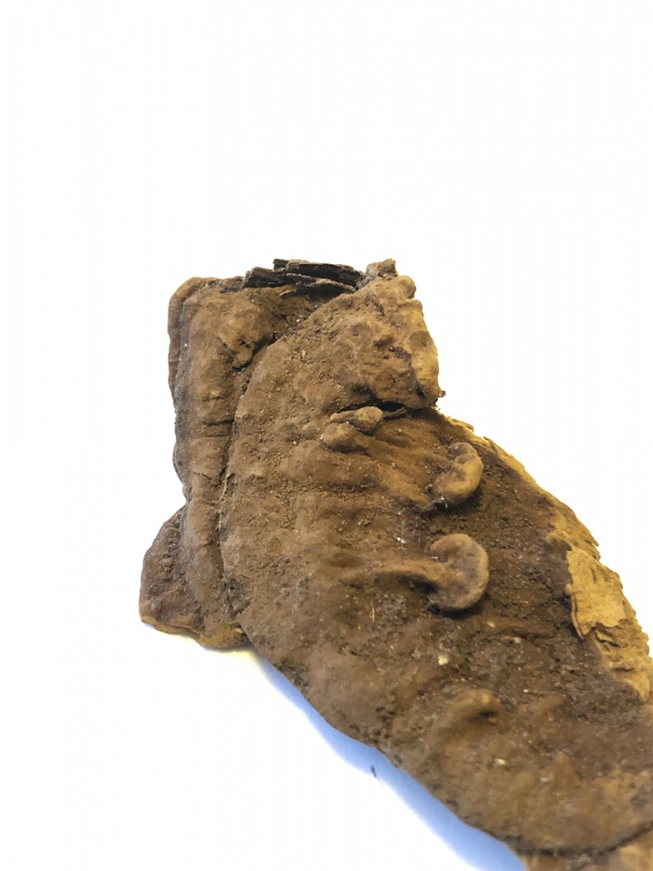 Fulvifomes kawakamii image