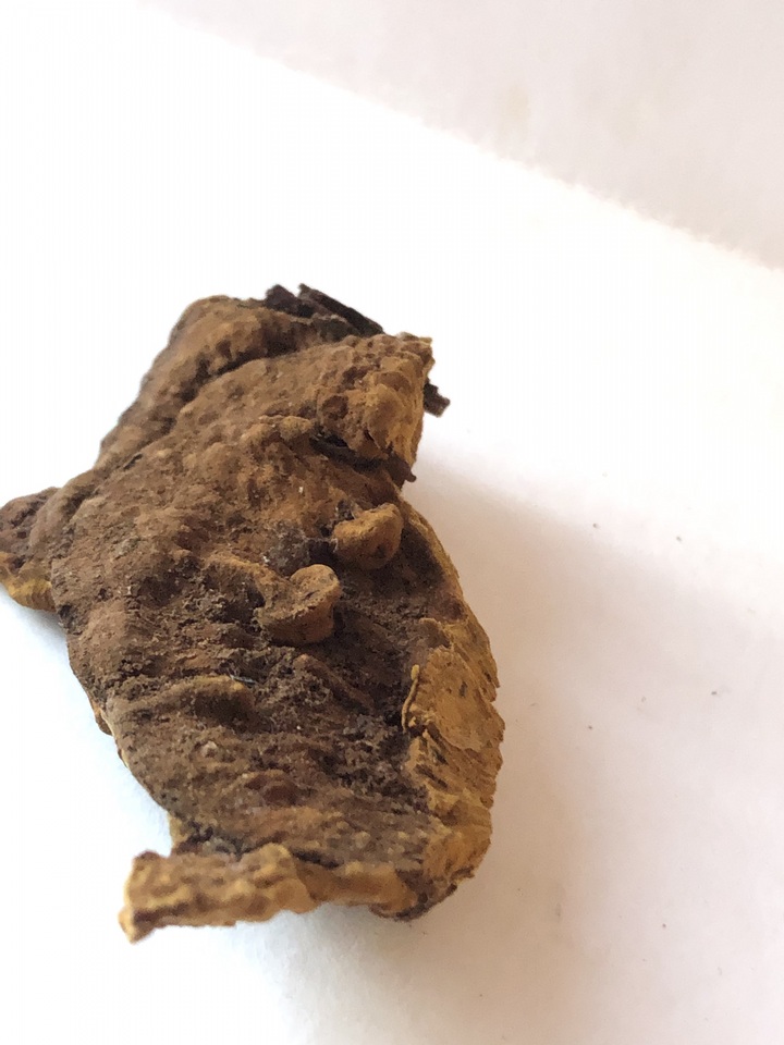 Fulvifomes kawakamii image