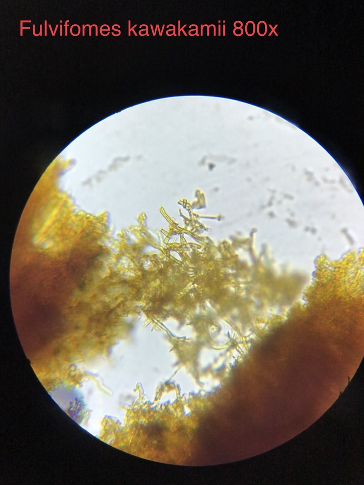 Fulvifomes kawakamii image