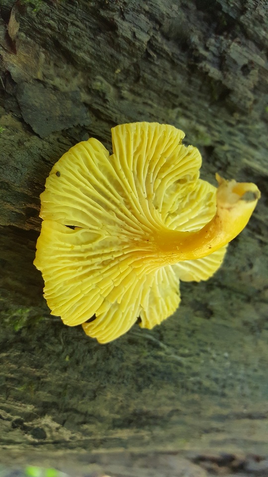 Cantharellus septentrionalis image