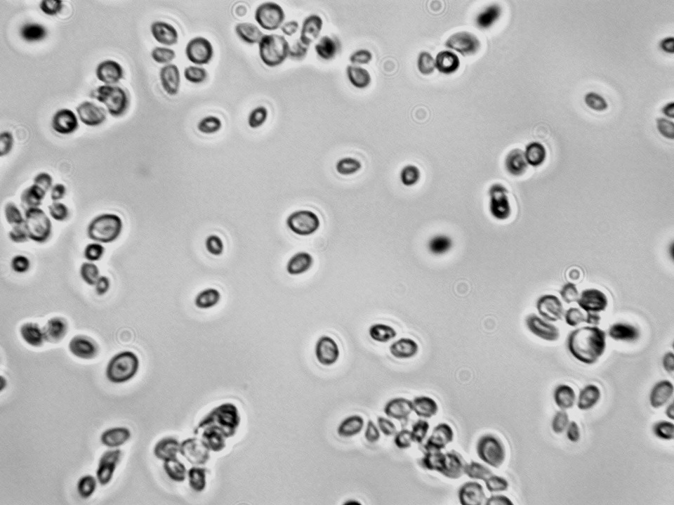 Metschnikowia pulcherrima image
