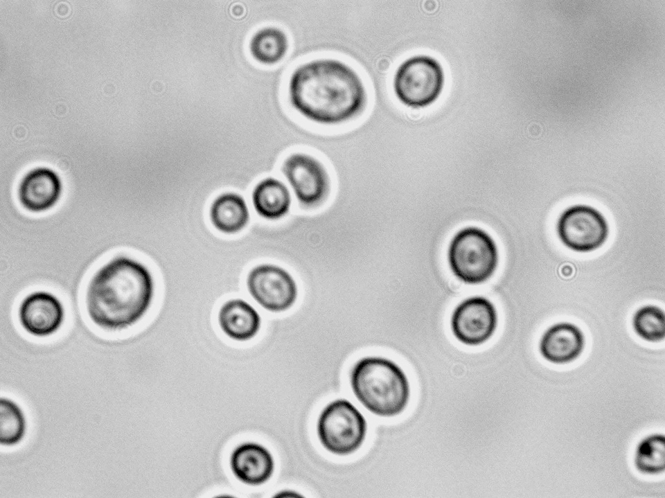Lachancea thermotolerans image