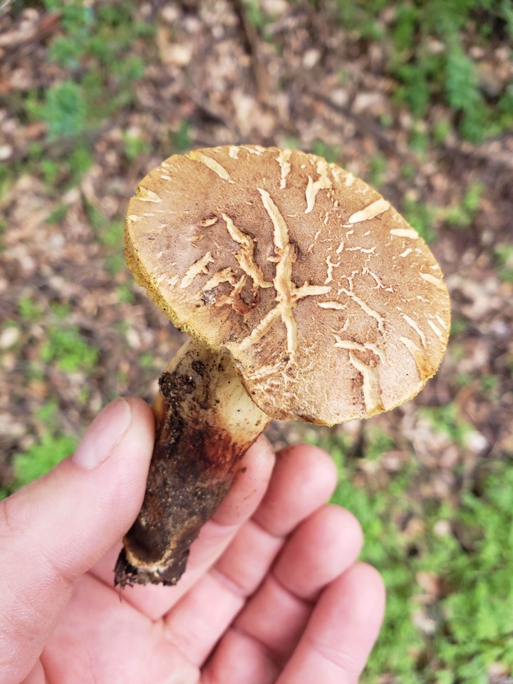 Xerocomellus diffractus image
