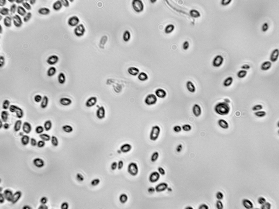 Saccharomyces cerevisiae image