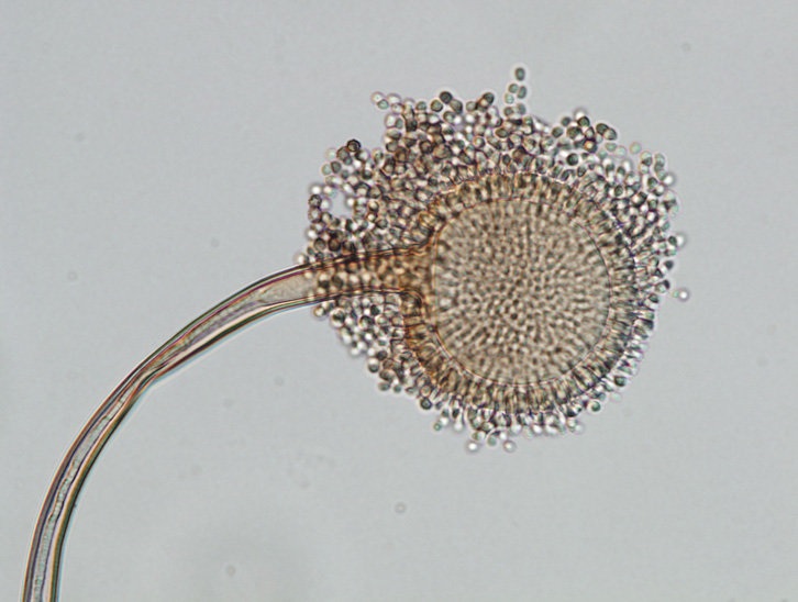 Aspergillus aculeatus image