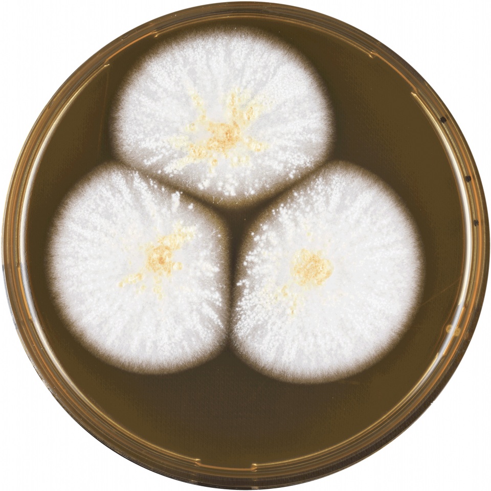 Aspergillus affinis image