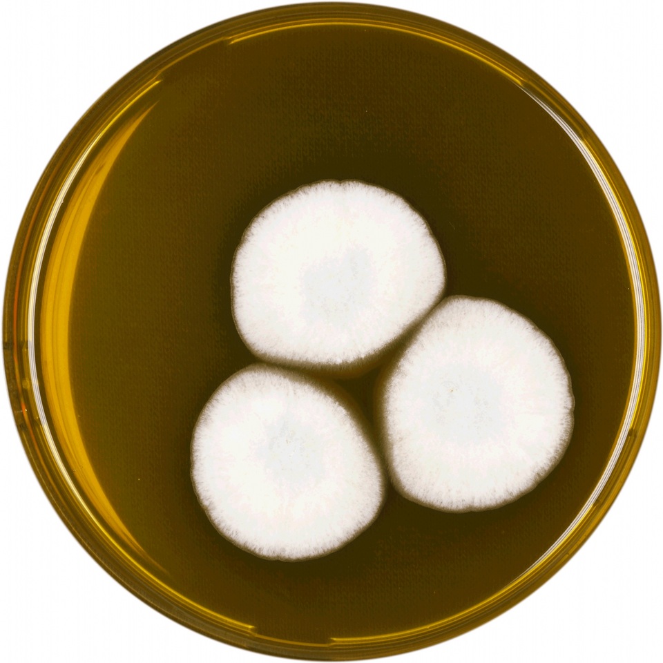 Aspergillus allahabadii image