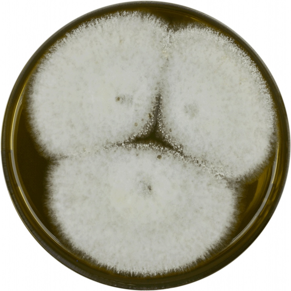Aspergillus alliaceus image
