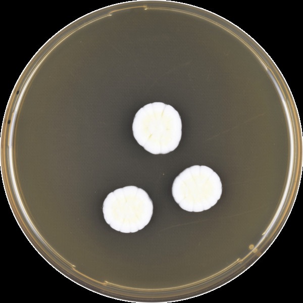 Aspergillus ambiguus image