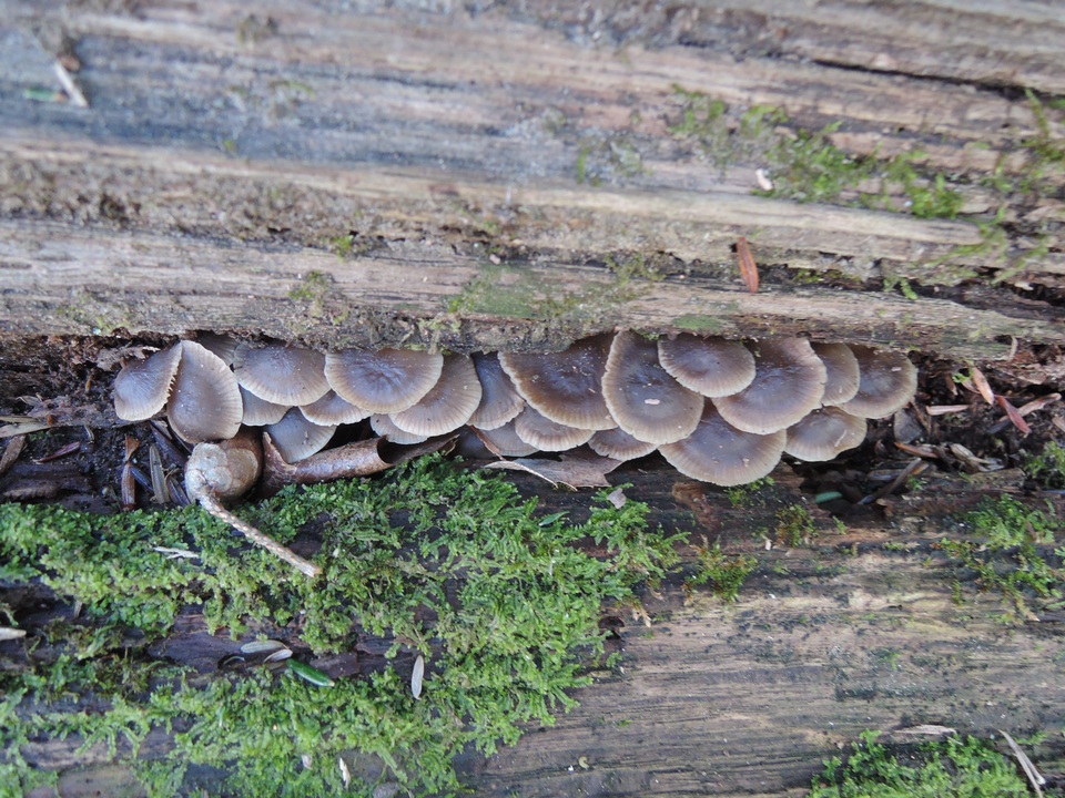 Mycena aprilis image