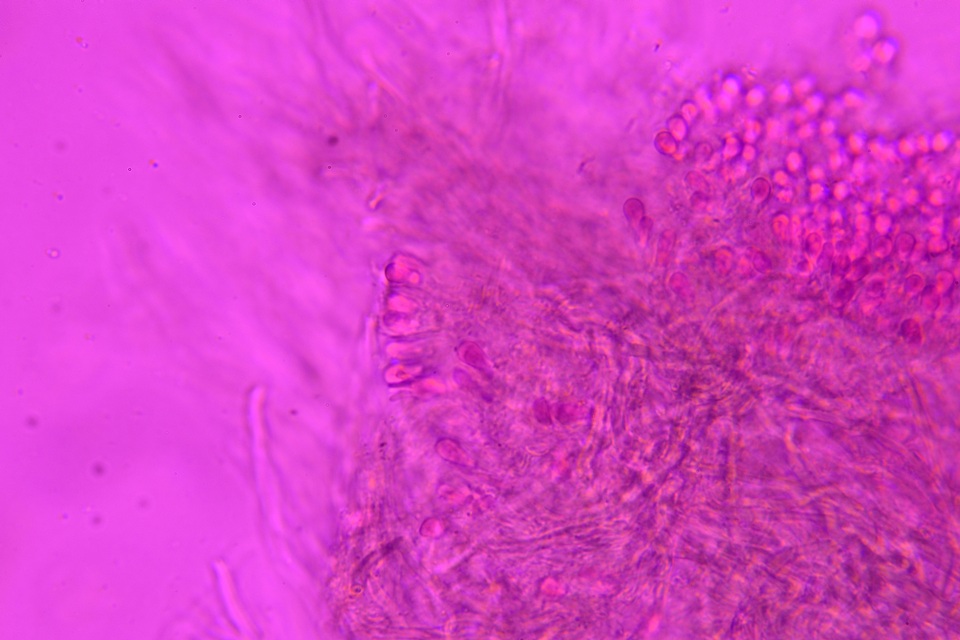 Protomerulius caryae image