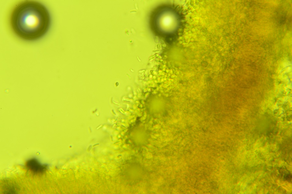 Dacryobolus sudans image