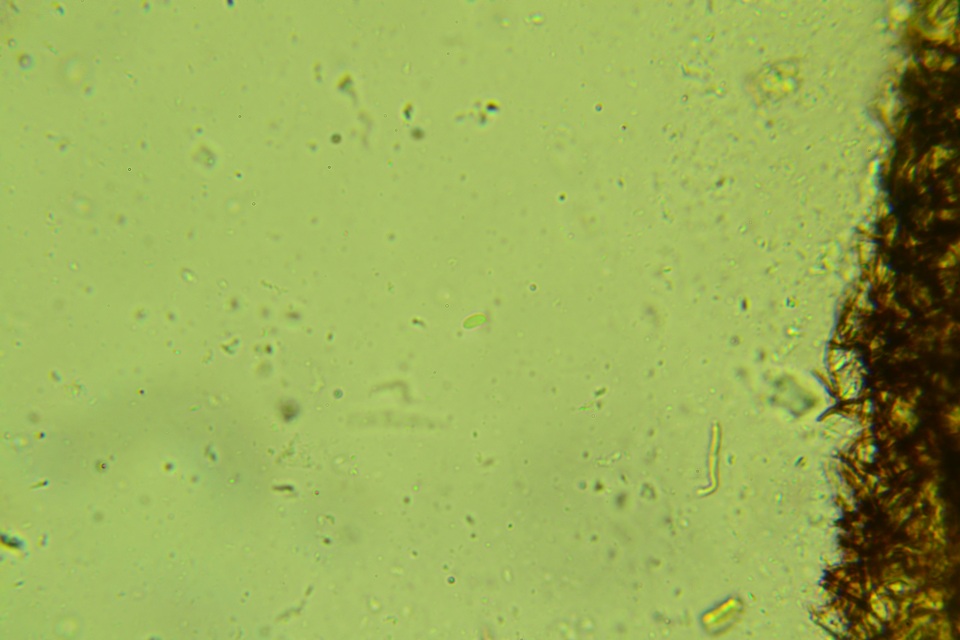 Baltazaria galactina image