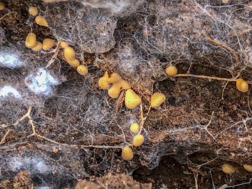 Fibulomyces mutabilis image