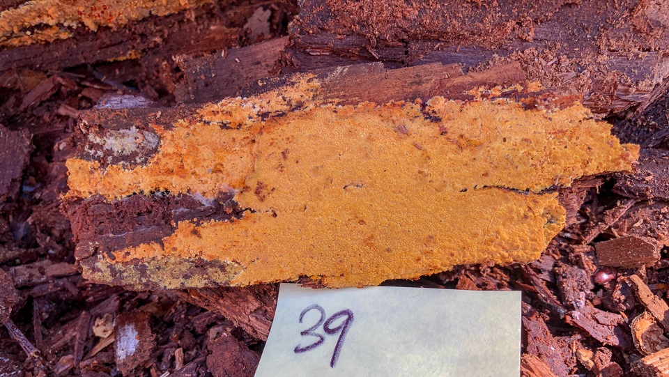 Crustoderma dryinum image