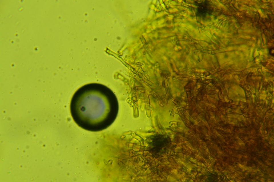 Crustoderma dryinum image