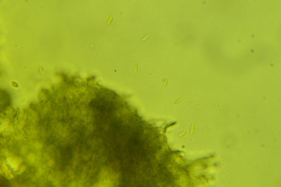Crustoderma dryinum image